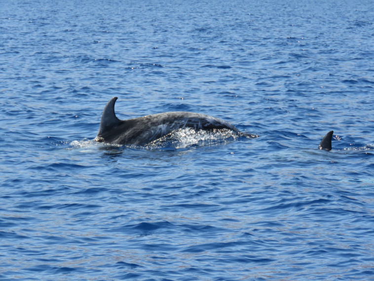 צילום: ערן גיסיס, רשות הטבע והגנים