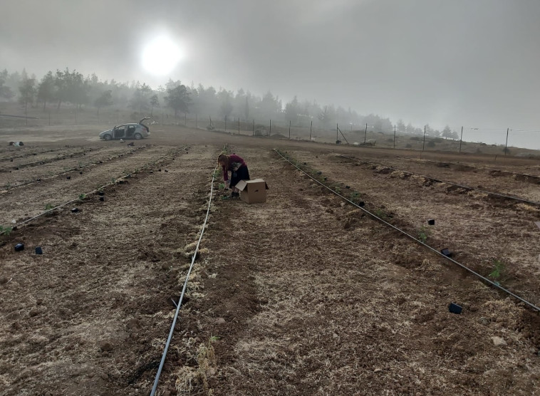 נטיעות כרם חדש ביקב יתיר