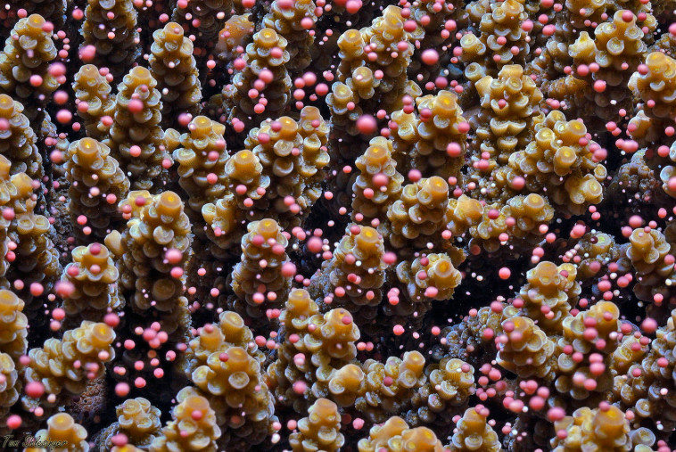 תקריב של אלמוג בעת שחרור צברים אדמדמים של תאי זרע וביציות. צילום: תום שלזינגר