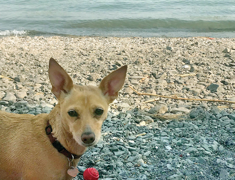 ראבאק, את בטבע. תירגעי. צילום: טליה לוין