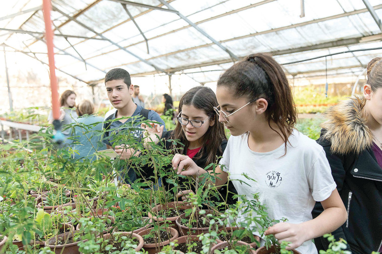 רפואת צמחי מרפא. צילום: דין אהרוני רולנד