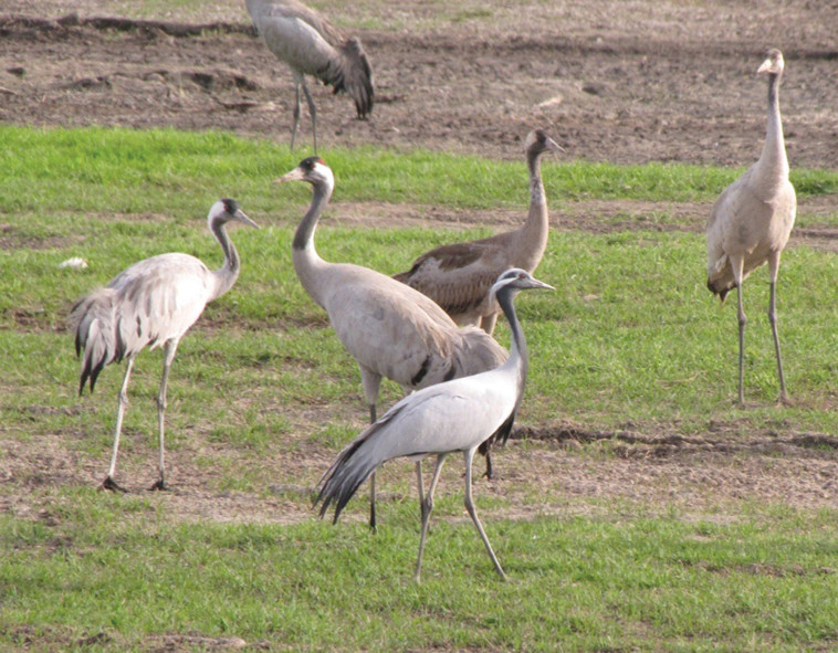 עגור חן נדיר באגמון החולה. צילום: ענבר שלומית רובין, קק&quot;ל
