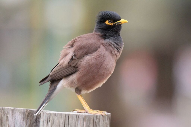 מיינה מצויה. צילום: אהוד פסט