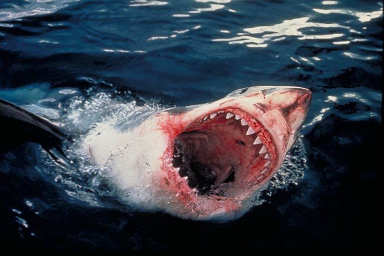 כריש. עמוס נחום,באדיבות הוט 8