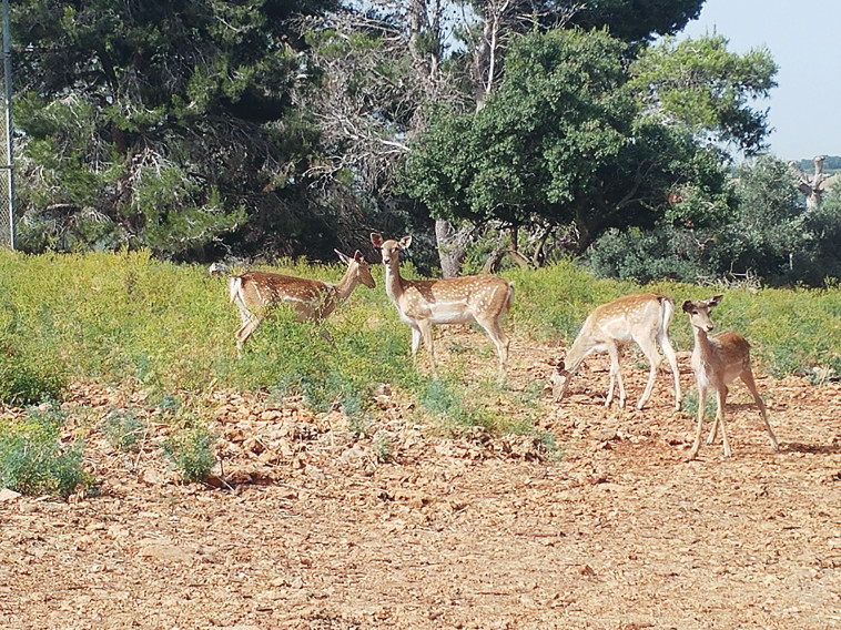 יחמור פרסי בחי בר כרמל, צילום: דניאל כהן