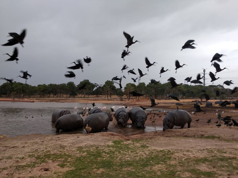 הספארי ברמת גן