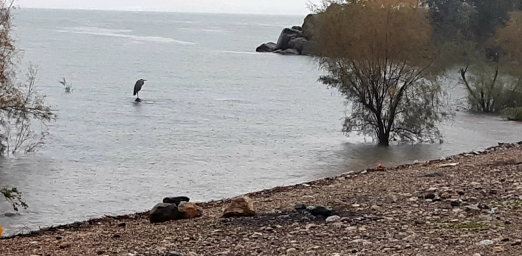 צילום: שי מזרחי, פקח רשות הכנרת