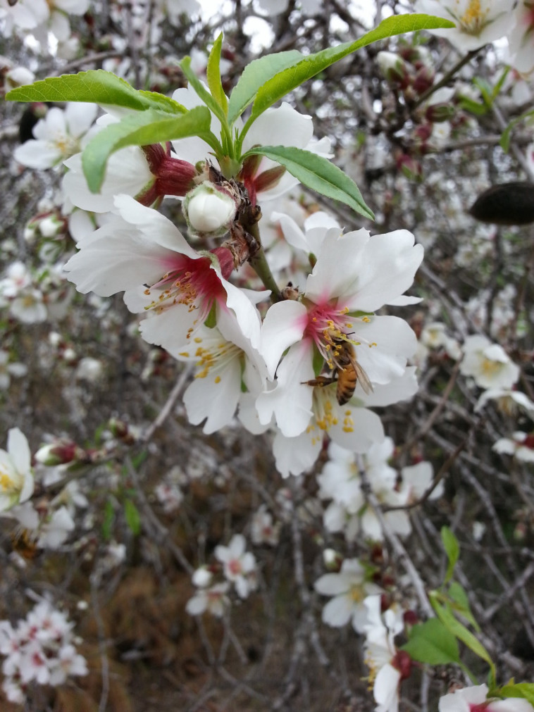 שקדיה בפארק איילון קנדה. צילום: רונן נחמן