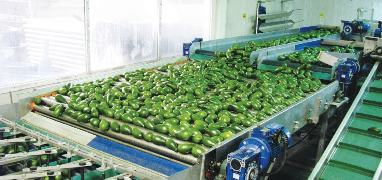 מערכת מיון פגמים של אבוקדו. צילום: עשת אילון