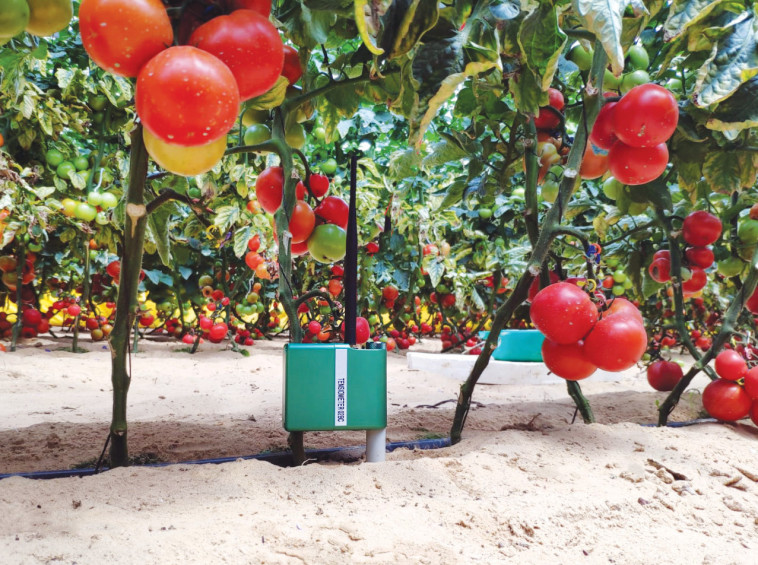 בקר השקייה. צילום: טבעטרוניק