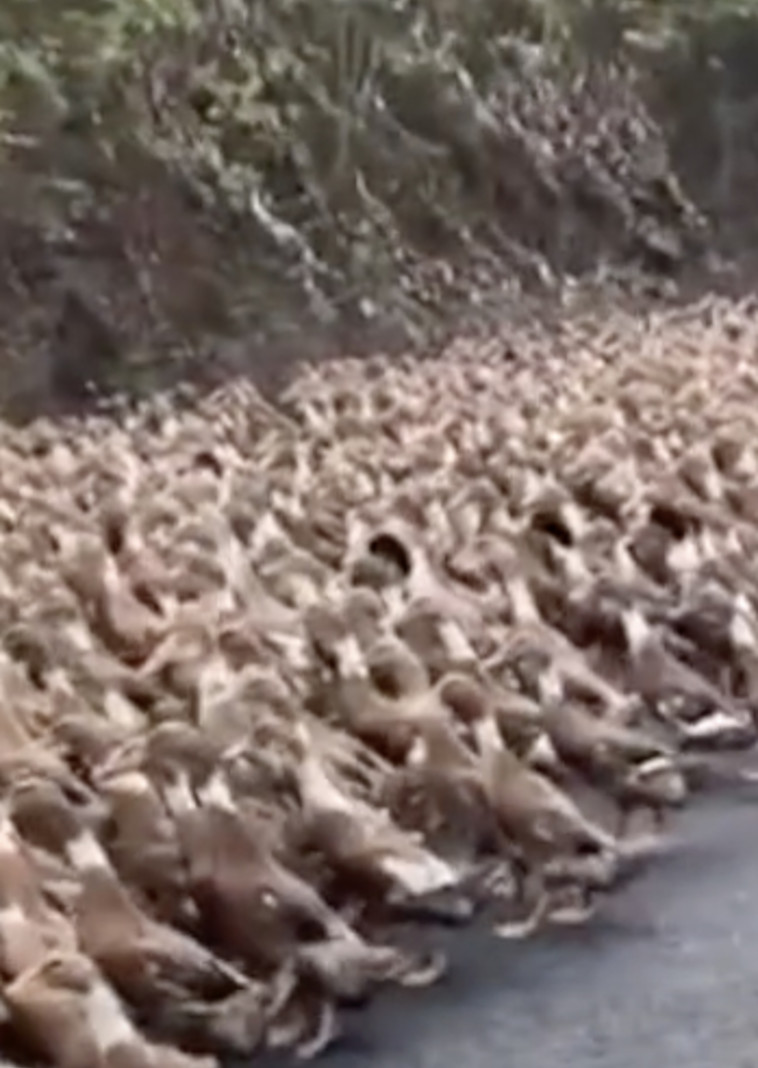 צבא הברווזים בסין