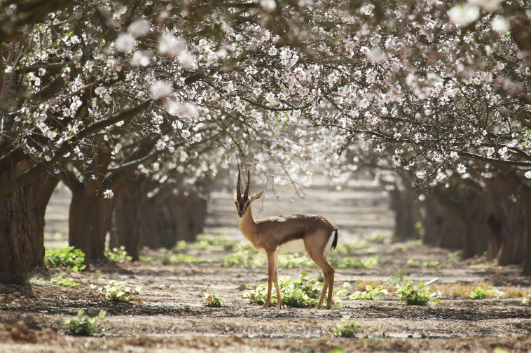 פריחה בחבל יתיר
