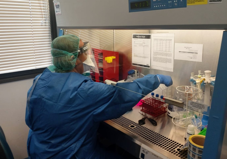בדיקות קורונה במעבדה למיקרוביולוגיה במרכז הרפואי פדה-פוריה (צילום: דוברות בית החולים פוריה)