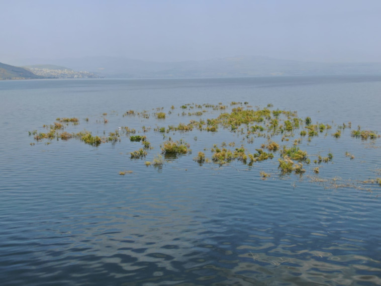 מפלס הכנרת 