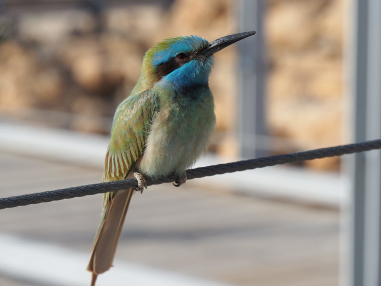 שרקרק גמדי בקומארן
