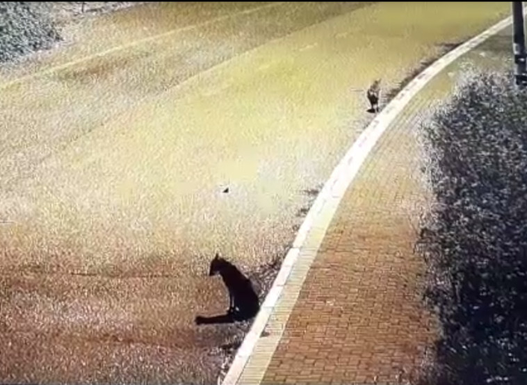 זאבים לחופי הכנרת 