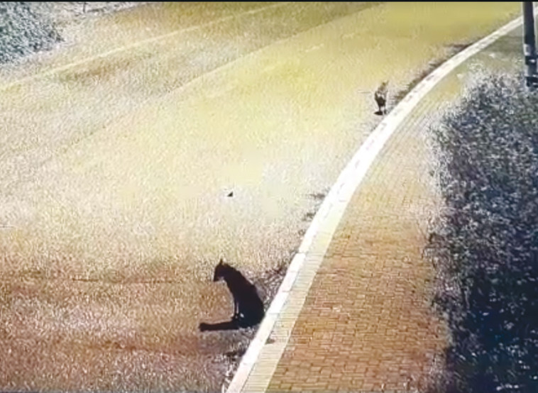 זאבים בחוף כורסי בכנרת