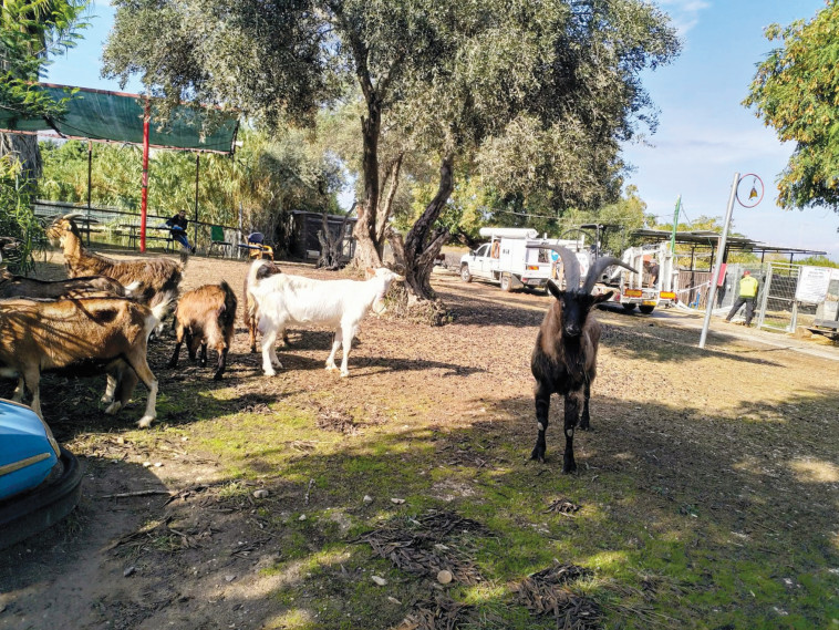 החווה של חוה (צילום: צילום פרטי)