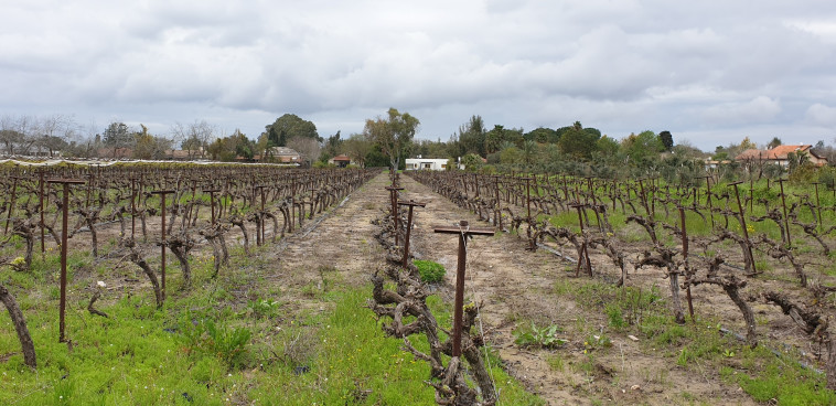 כרם נווה ירק