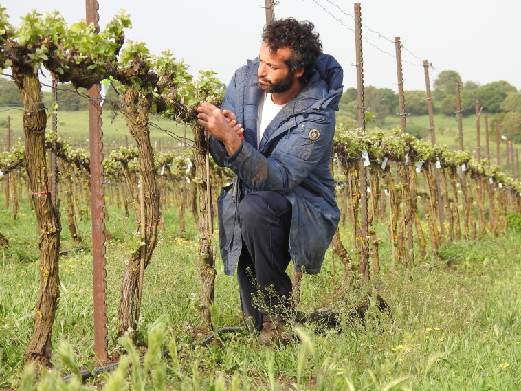 דרור טבנקין בכרם