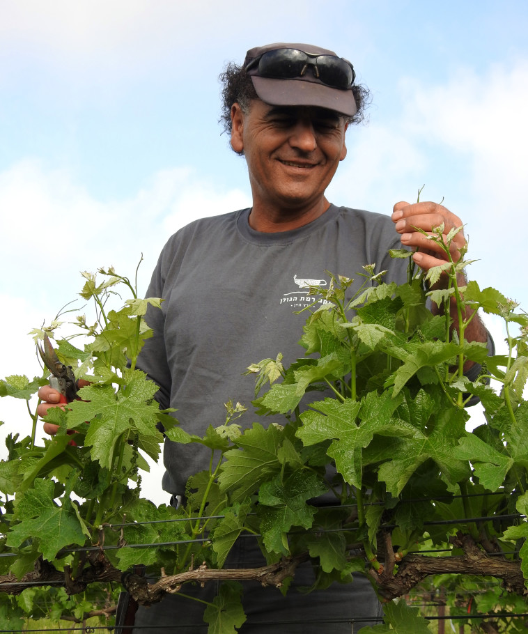 סלח מטפל בגפן
