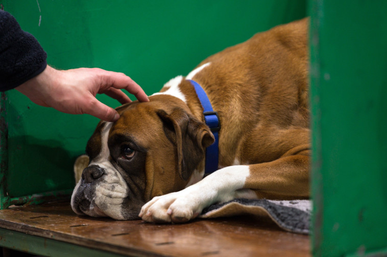כלב בוקסר, אילוסטרציה (למצולם אין קשר לנאמר בכתבה) (צילום: OLI SCARFF/AFP via Getty Images)