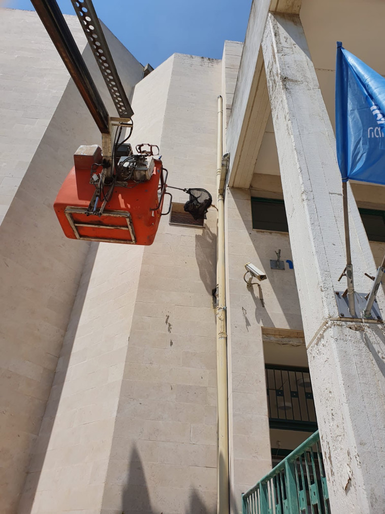 החילוץ של השועל