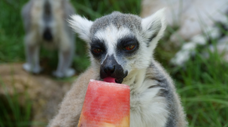 מלקק אבטיח בחום הכבד