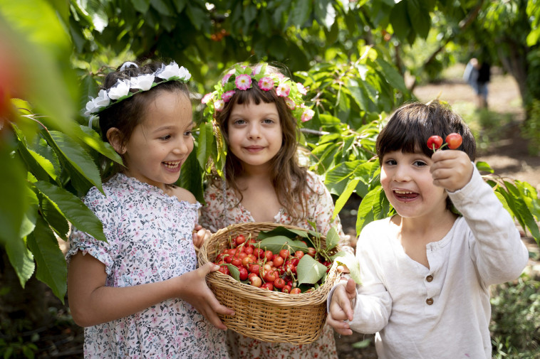 קטיף דובדבנים בעין זיוון