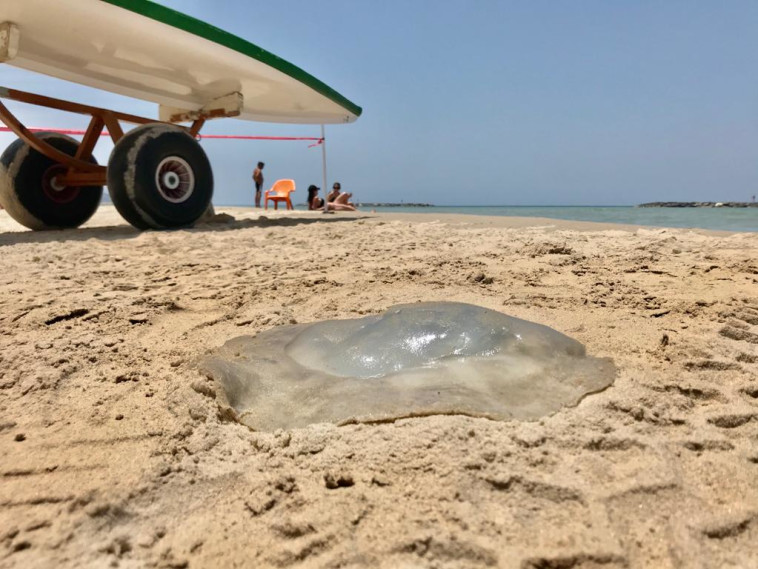 מדוזה בתל אביב