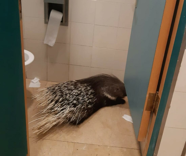 הדורבן שנכנס לשירותי הכנסת