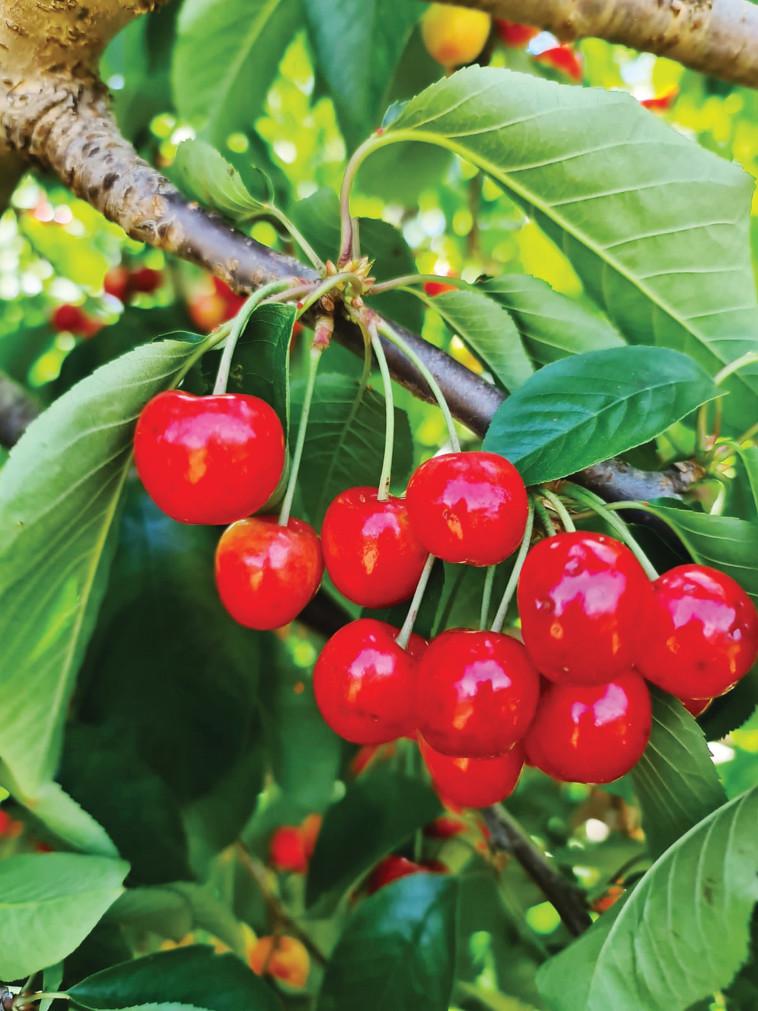 קטיף דובדבנים בבית ג'אן