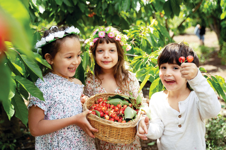 בוסתן בראשית