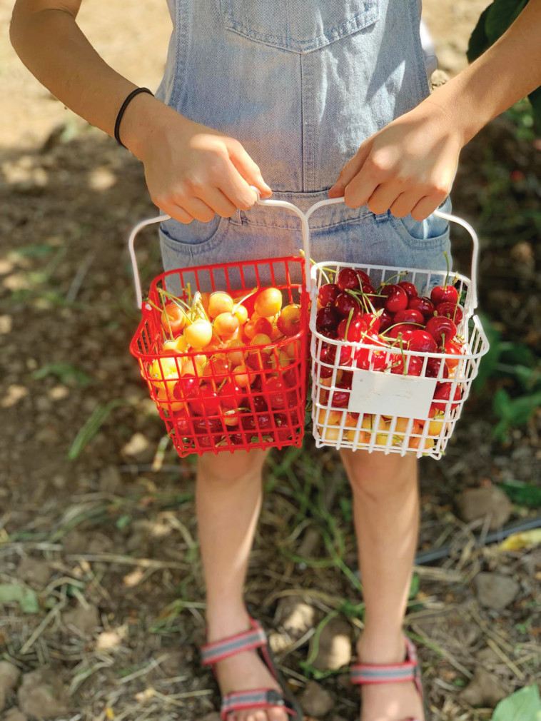 הדובדבן שבגולן