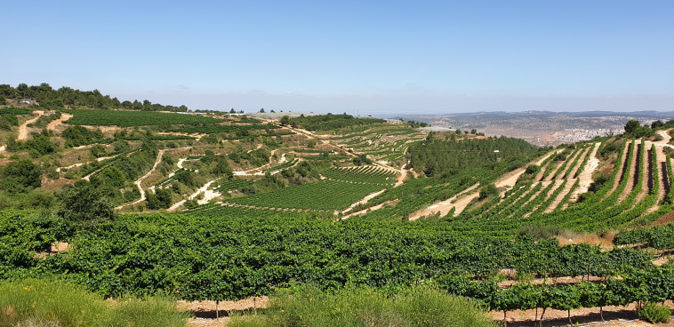 כרמי יקב גוש עציון 