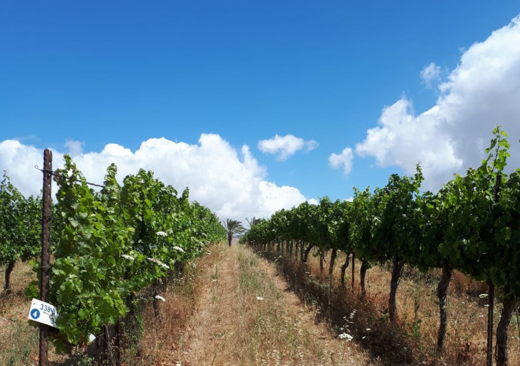 יקב הרי גליל, כרם 