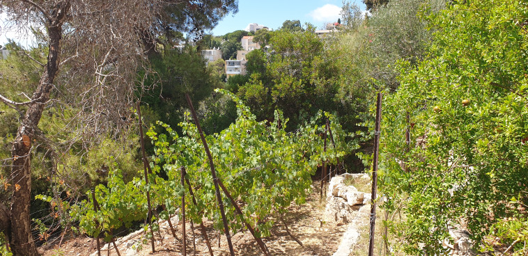 יקב וורטמן, כרם בלב שכונת מגורים 