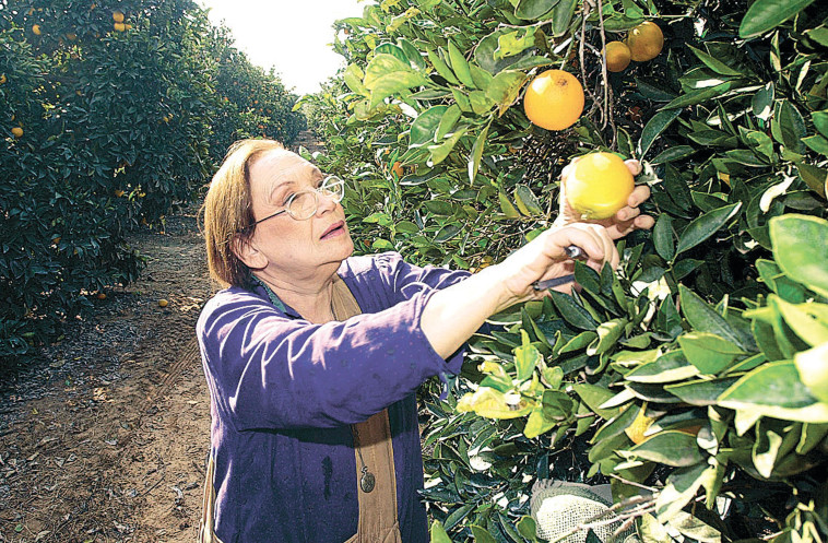 נעמי שמר בשנת 2000