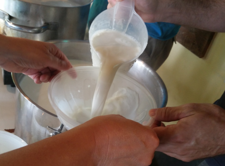 הכנת גבינות עיזה פזיזה (צילום: יחצ)