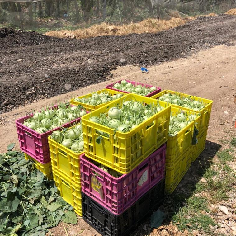 ההתנדבות במשק