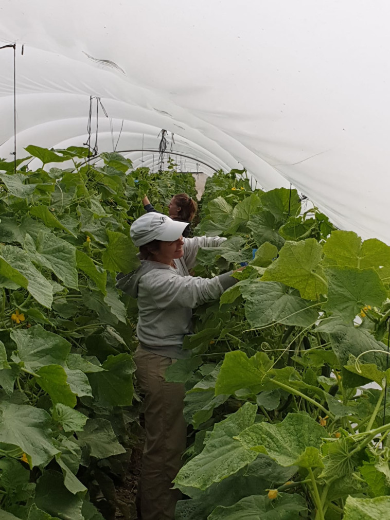ההתנדבות במשק