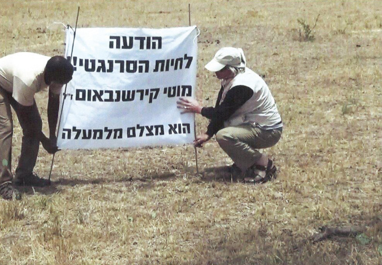 קירשנבאום מסתכל מלמעלה