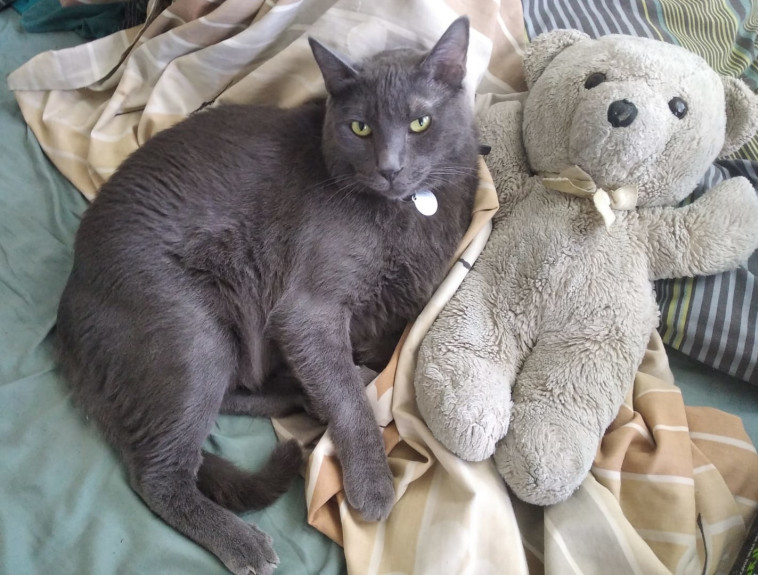 חתול אפור חמוד