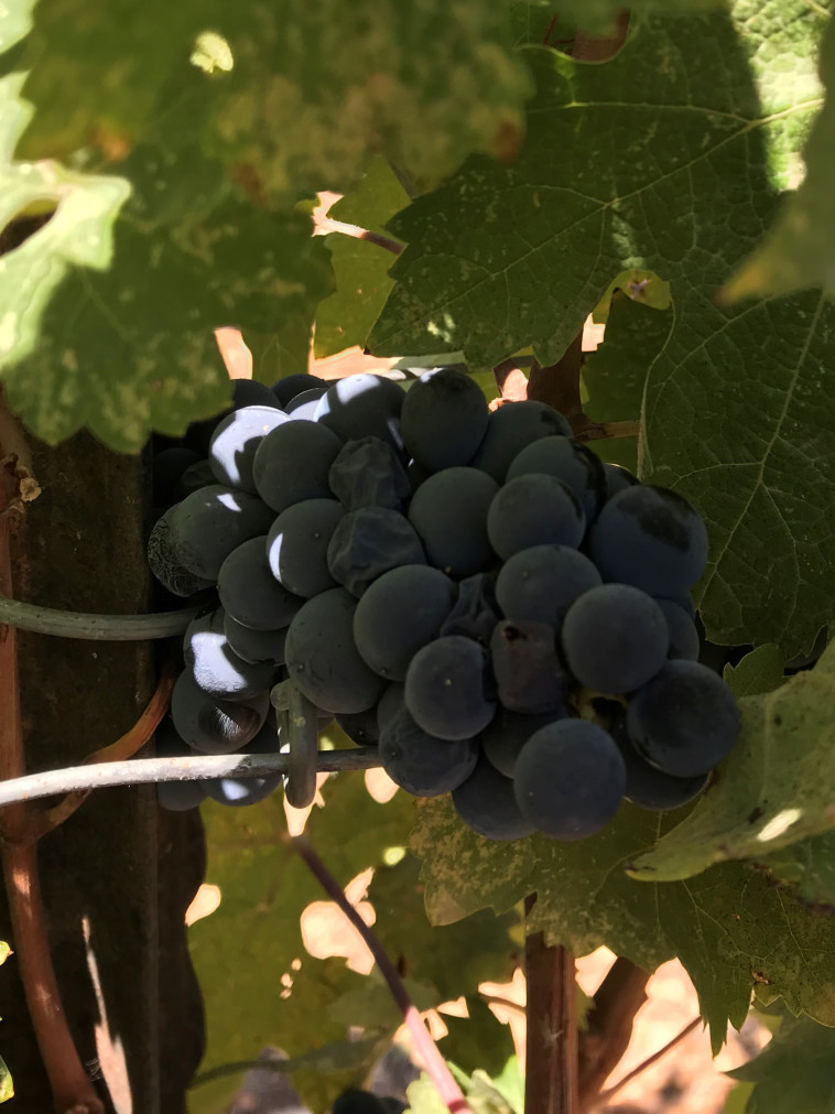 אשכול בכרם, יקב אורטל 