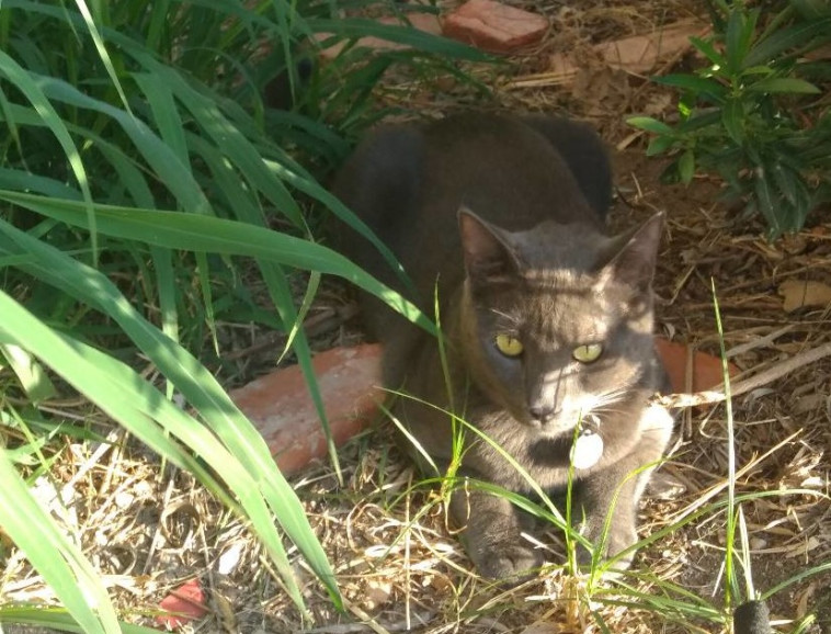 צייד מסוכן בפעולה