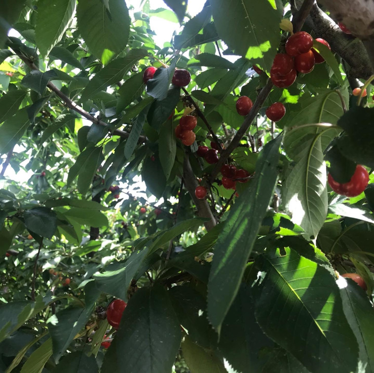 עונת הדובדבנים ביער יתיר 