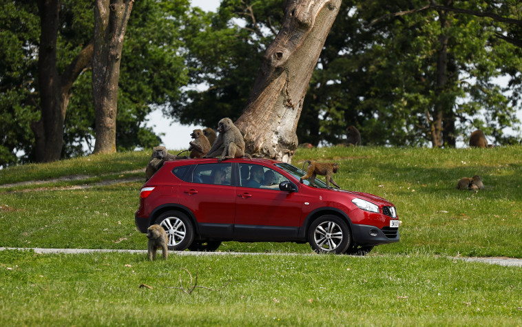 בבונים בגן חיות בבריטניה