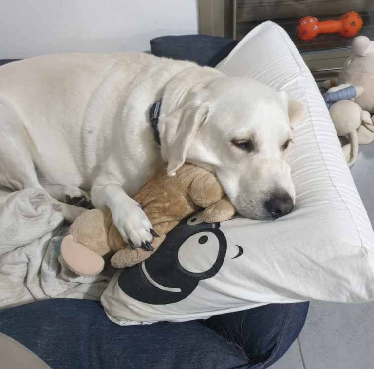 כלבה, אילוסטרציה (למצולמת אין רשא לנאמר בכתבה)