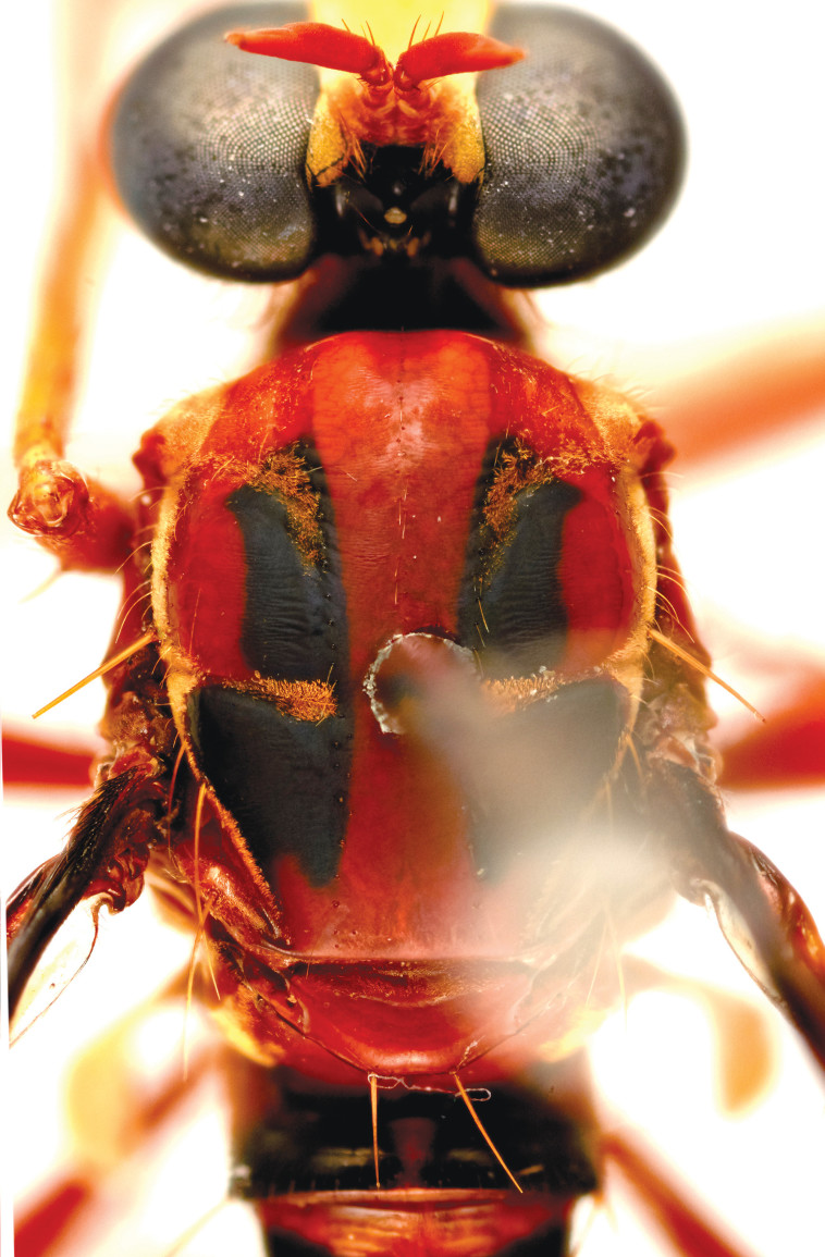 חרק מסוג דדפול