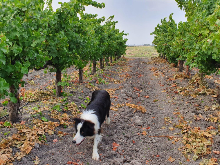 בציר, יקבי כרמל 